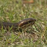 brown snake slithering through green grass