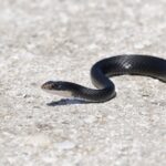 black snake slithering on gray pavement