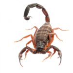 dark brown-colored florida bark scorpion on a white background