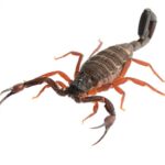 dark brown-colored florida bark scorpion with orange legs on a white background