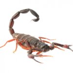 dark brown florida bark scorpion with curled tail on a white background