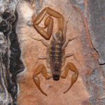 tan and brown bark striped scorpion on a brown rock