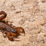 brown bark striped scorpion on tan-colored sand
