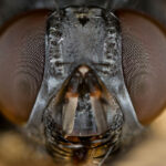 House Fly close up