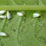 Whiteflies on leaf