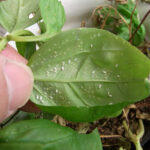 Whiteflies on leaf