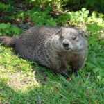 brown woodchuck on green lawn