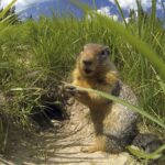 brown groundhog in front of black burrow hole surrounded by green grass