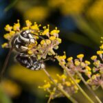 Bald-faced Hornet on flower