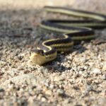 black and yellow garter snake slithering across gravel