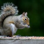 gray squirrel eating nut on gray concrete ledge