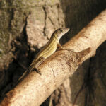 brown lizard on brown tree branch