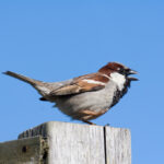 brown sparrow on wooden post