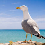white and gray seagull standing on yellow sand, blue water in background