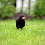 blackbird on green grass