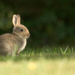 brown wild rabbit sitting in grass at dawn