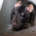 Norway rat crawling along baseboard
