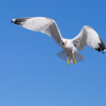 gray and white seagull flying across blue sky