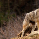 coyote on top of a yellow hill