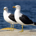 two white seagulls with black wings standing on pier, blue water in background