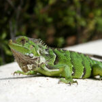 green iguana on white ledge