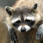 closeup of gray racoon with black markings around the eyes