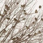 flock of brown sparrows on bare tree