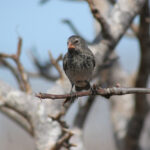 gray finch perched in bare tree
