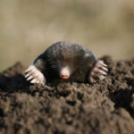 black mole peeping out of brown dirt hole