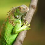 green iguana in brown tree branch