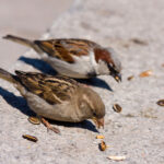 two sparrow eat sunflower seeds