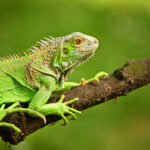 green iguana in tree limb
