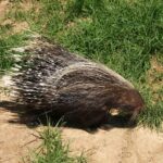 brown porcupine on tan sand surrounded by green plants