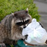 gray raccoon tearing open white trash bag