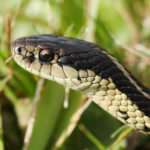 macro of common garter snake in the grass