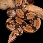 Red Tail Boa (Boa constrictor constrictor) hanging from a tree branch.
