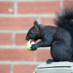 black squirrel eating nut, red brick wall in background