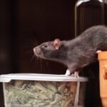 Norway rat in kitchen