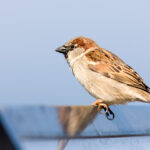 brown sparrow on metal roof