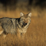 gray coyote in yellow field