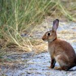 brown rabbit sitting in shallow stream surrounded by green tall grass