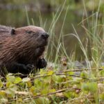 brown beaver in green marsh