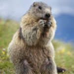 brown marmot eating, green field in background