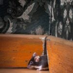 gray house mouse peeping out of a hole in the corner of a black wall's baseboard