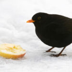 blackbird next to yellow lemon on white ground