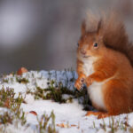 red squirrel on snowy white ground