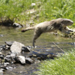 brown marmot leaping across rocky river bed