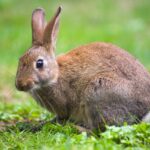 brown rabbit in green meadow