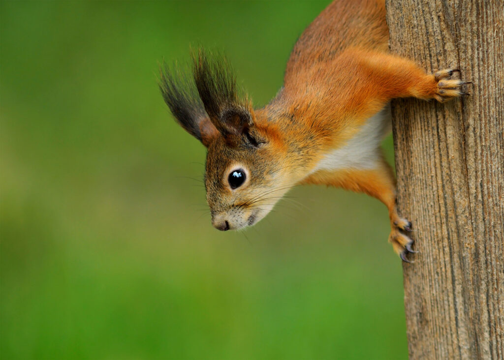 closeup of red squirrel on tree trunk