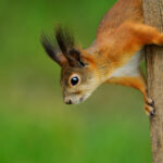 closeup of red squirrel on tree trunk
